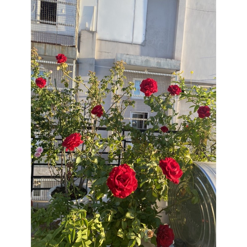 Giá thể trồng hồng cao cấp - Friendship garden