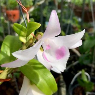 Dã Hạc Hồng Yên Thủy ( combo 2 cốc )