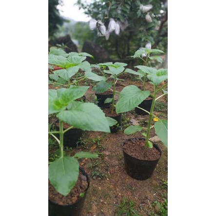 Sét 10kg bầu ươm mã 45*35( khoảng 125-130 cái) -trồng cà chua, dưa lưới, dưa chuột, gừng, hoa hướng dương…các loại cây