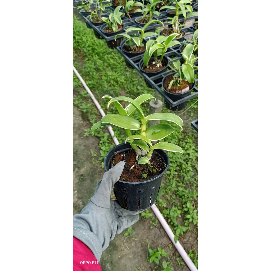 Dendro đột biến - dòng dendro nắng thơm phát tài - Rau&Hoa Shop