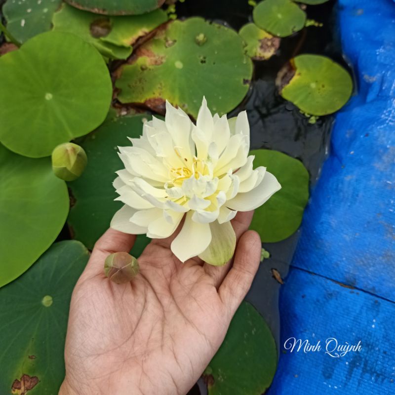 Củ sen mini Ngọc lục bảo
