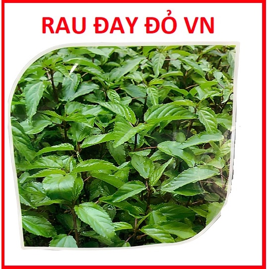 [Siêu Sale] Hạt Giống Rau Đay Đỏ Cao Sản VN - Gói 20Gr