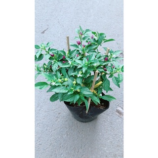 Ớt Tím Hàng Đẹp