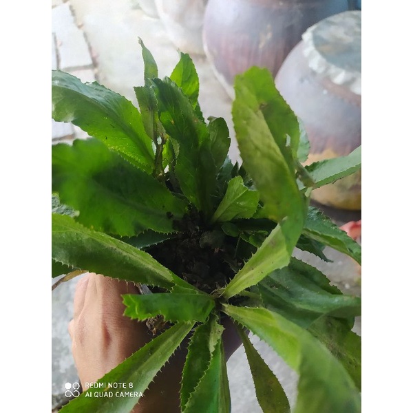 Cây giống ngò gai