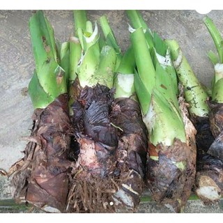 củ rái voi làm sân vườn