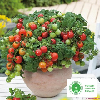 20 hạt giống cà chua bi lùn đỏ thuthuy