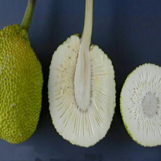Cây sa kê mới về.