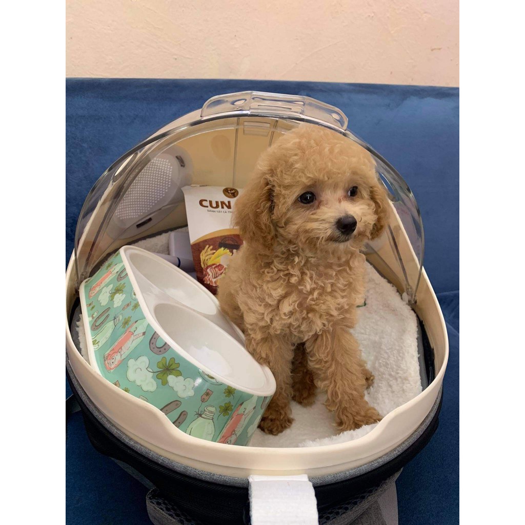 Balô Mèo Phi Hành Gia, Balo Chó Mèo Nắp Trong Suốt Hình Bọ Rùa