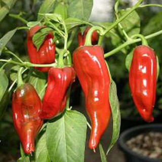 Hạt giống Ớt ngọt khổng lồ (ớt sừng bò)