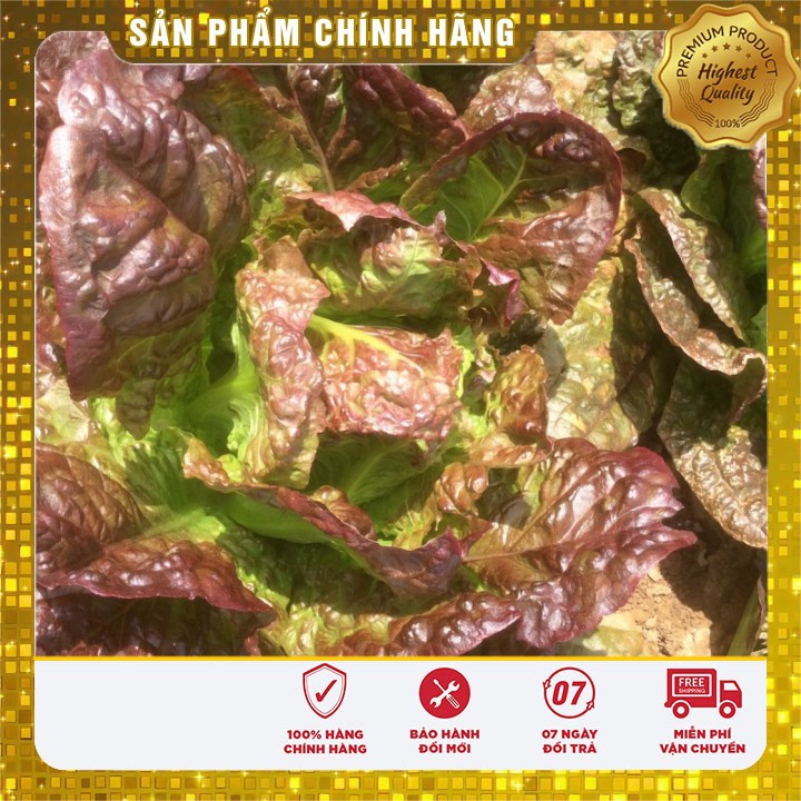 Hạt giống xà lách ROMAIN đỏ -0.2 gr