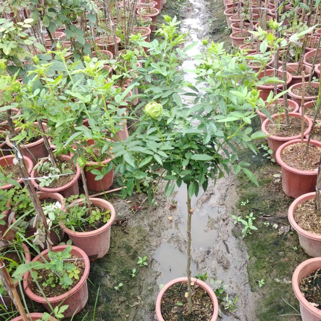 Hồng dáng tree xanh