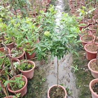 Hồng dáng tree xanh