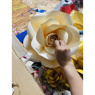 sét hoa giấy màu kem đỏ