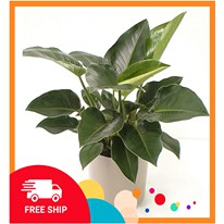 Cây Trầu Bà Đế Vương Xanh ĐỎ [FREESHIP] cây để bàn mang ý nghĩa cho sự quyền lực và may mắn