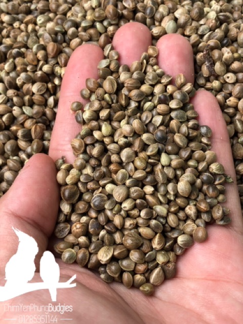 1kg láng tròn (láng bồ câu) thức ăn: Vẹt, Sóc, Hamster...