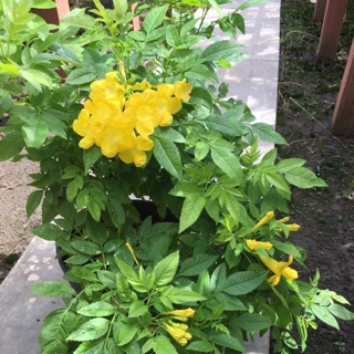 Cây hoa chuông vàng (hoa hoàng Yến)