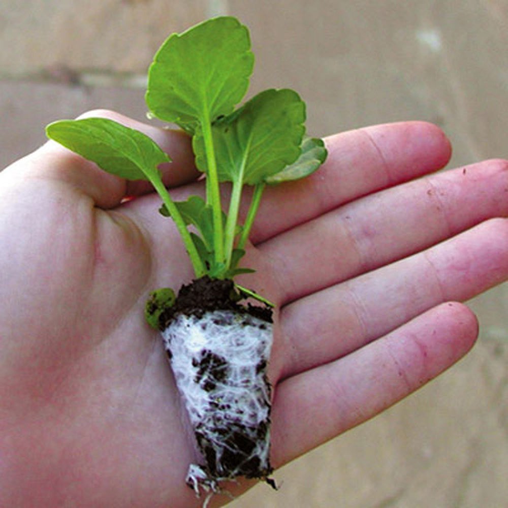 Hạt Giống Hoa Dạ Yên Thảo Kép Mix 15H