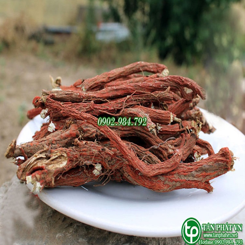 Đan sâm khô - thảo dược Tấn Phát