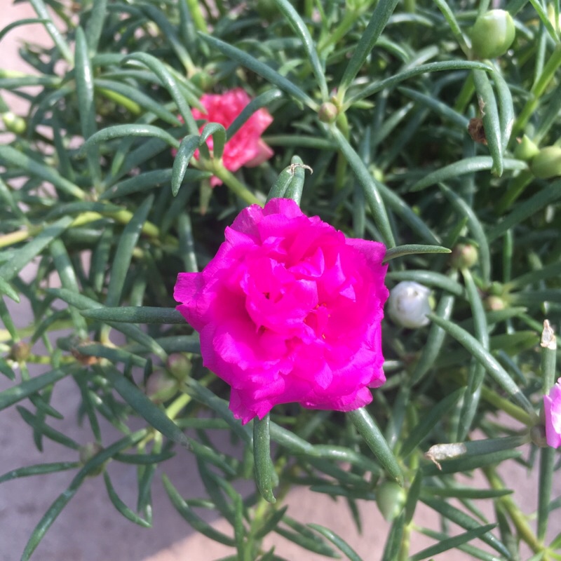 Cây hoa mười giờ thái mix màu trong bịch đen