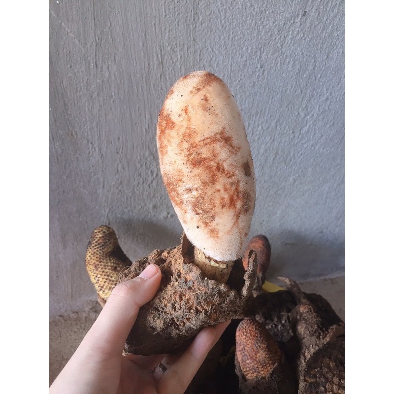 Nấm tích dương 500g