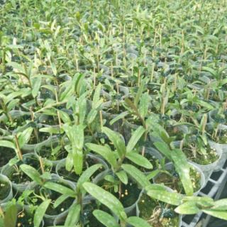 Hoa phong lan - Phi điệp bệt ma bó