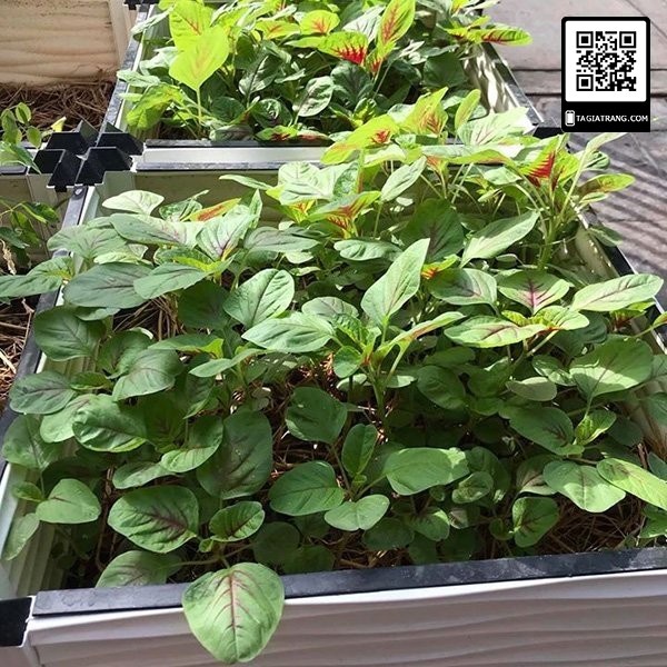 Deal 1K - 100 Hạt giống rau dền khoang (rau dền tía) - Tập làm vườn cùng Tạ Gia Trang