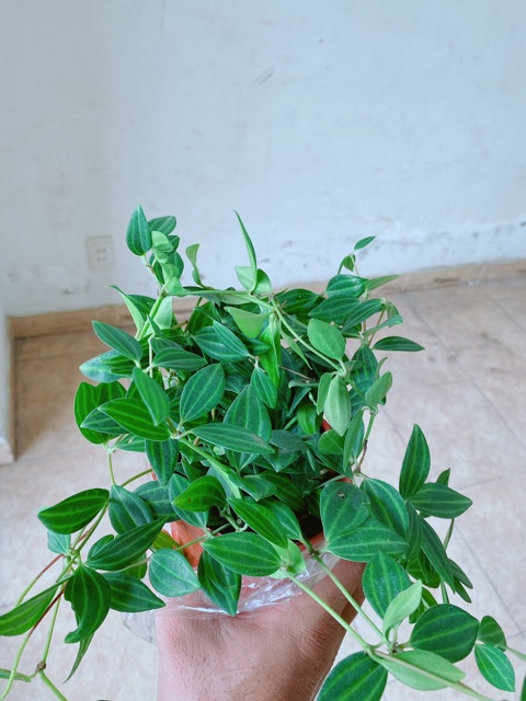 Chậu Cây Bình An