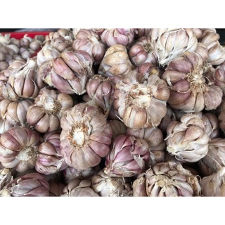 ( Free Ship từ 100k) 1 kg tỏi Bắc tím hàng chuẩn loại ngon nhất