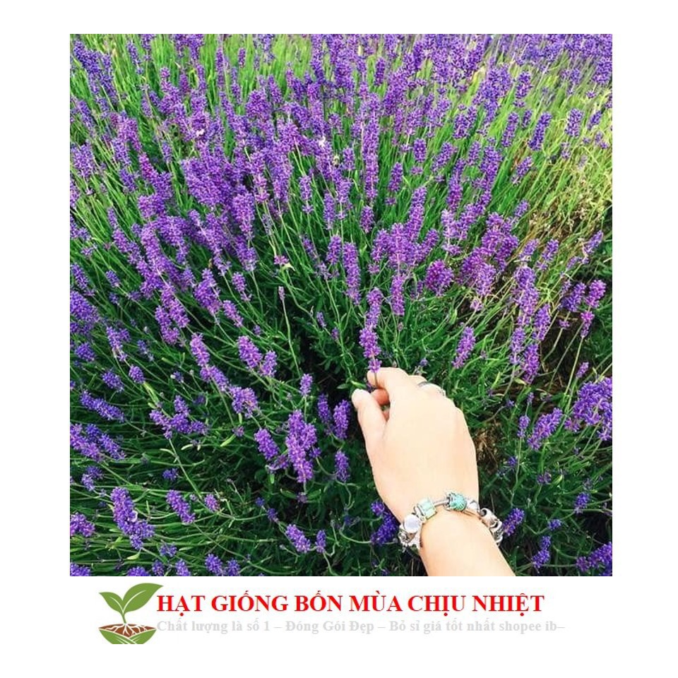 Hạt giống hoa oải hương pháp (lavender tuyết) ĐẾN MÙA TRỒNG TẾT