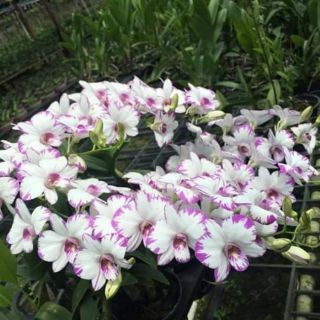 Chớp enobi - chớp sữa