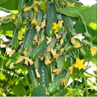 Hạt giống F1 dưa chuột chùm