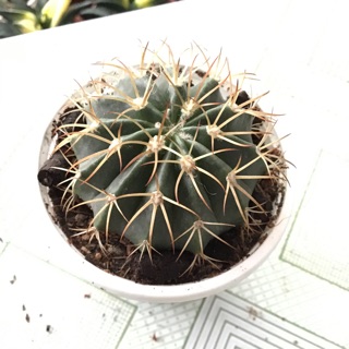 Xương rồng melo mũ trắng