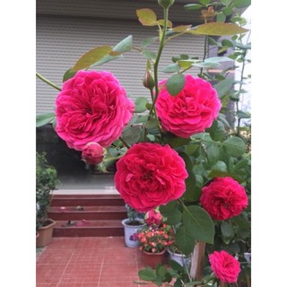 Cây hoa hồng ngoại Pas de deux