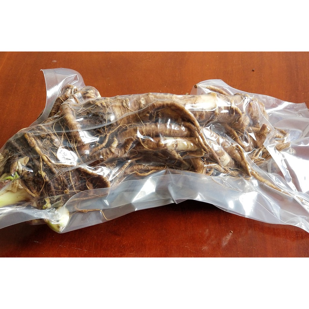 Sâm Đương Quy tươi Đà Lạt loại 600g-800g/củ, dùng để ngâm rượu thuốc