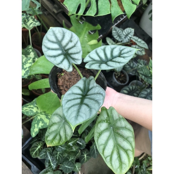 Alocasia Silver Dragon cây kiểng lá môn rồng bạc