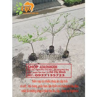 cây bàng đài loan cao từ 25-40 cm ( combo 3 cây )