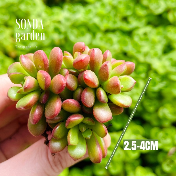 Sen đá sedum cam SONDA GARDEN size mini 2.5-4cm, xuất xứ Đà Lạt, khoẻ đẹp, lỗi 1 đổi 1