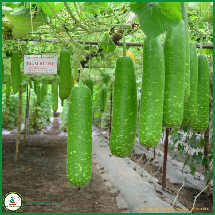 Hạt giống Bầu sao F1 _ Thiên Thanh TN 197 - 10 hạt