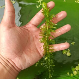 Rong đuôi chó Trung Quốc trang trí bể cá