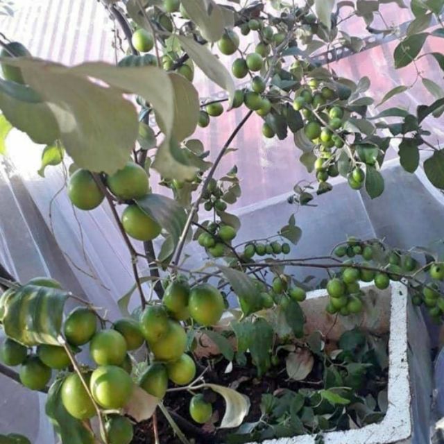 Cây giống táo Thái Lan