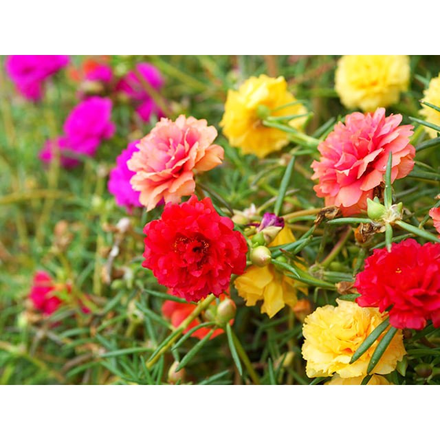 Hạt giống hoa mười giờ Mỹ F1 loại dễ trồng mix nhiều màu hoa [gói 100gram, 200gram, 500gram]