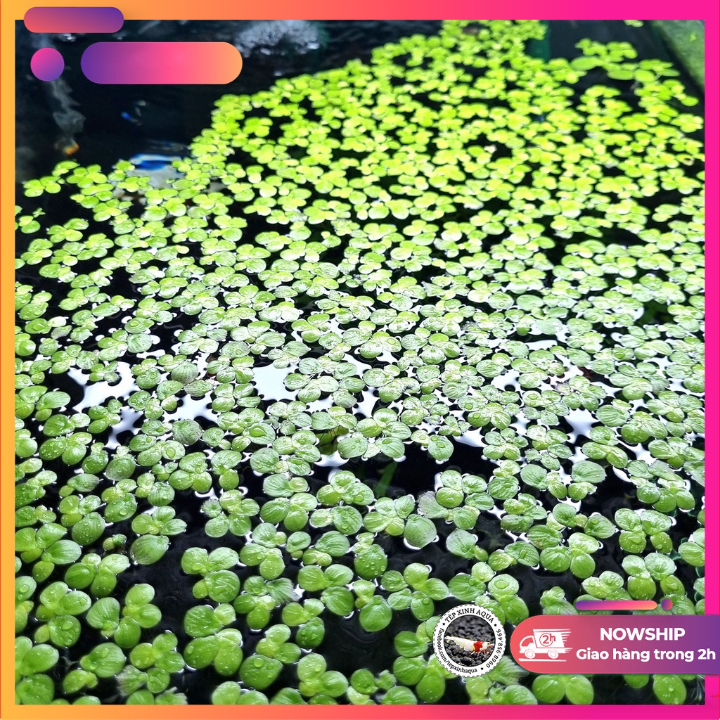 Bèo Thủy sinh - Bèo tấm - Size lá to tím