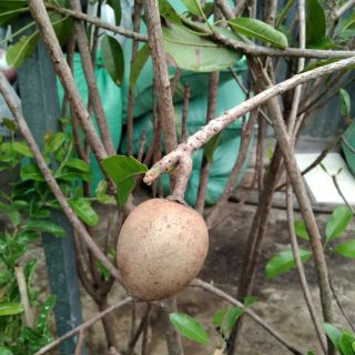 Cây 🌲 Sapo... lòng mứt... đang trái