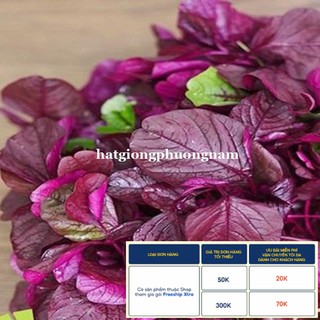 20 GR - HẠT GIỐNG RAU DỀN ĐỎ