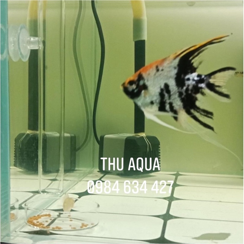 ỐNG THỦY TINH CHO CÁ TÉP ĂN+CHÉN CHO TÉP ĂN