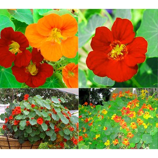 Hạt giống hoa sen cạn 10 hạt