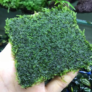 Vỉ Rêu 8x8 Dán Lũa, Đá (CÂY THỦY SINH)