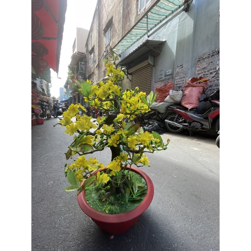 CHẬU HOA MAI BONSAI CAO 80CM VÀ 85CM-CÂY MAI GIẢ (BM11-12)