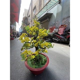 CHẬU HOA MAI BONSAI CAO 80CM VÀ 85CM-CÂY MAI GIẢ (BM11-12)