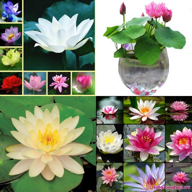 COMBO 10 HẠT GIỐNG SEN MINI NHẬT 10 MÀU